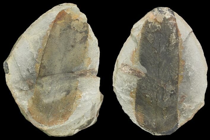 Fossil Neuropteris Seed Fern (Pos/Neg) - Mazon Creek #89921